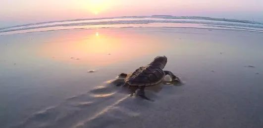 贝斯特 - 全球最奢华的游戏平台