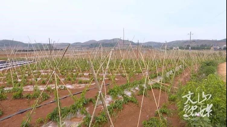 贝斯特 - 全球最奢华的游戏平台